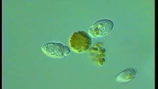 Tillmann Amphidinium crassum Pedunkel feeding  dinoflagellates [upl. by Rogerg]