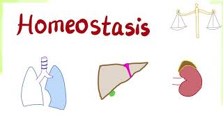 Homeostasis  How Your Body Keeps its Balance  Physiology Series [upl. by Leary]