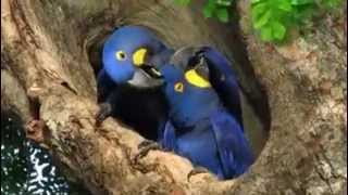 Hyacinth Macaws nesting Pantanal Brazil by David Ascanio [upl. by Clifford]