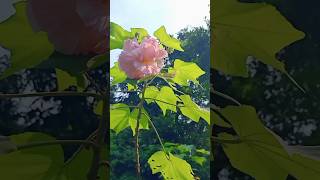 Transforming Our Backyard into a Lotus Paradise shorts [upl. by Eiral]