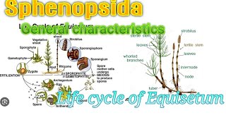 biology  Sphenopsida General Characteristics and Life cycle of Equisetum [upl. by Alvita]