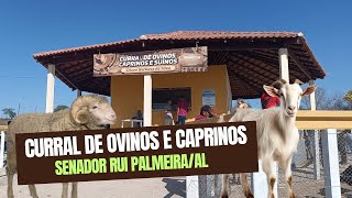 FEIRA DE CAPRINOS E OUVINOS DE SENADOR RUI PALMEIRA AL [upl. by Louisa]