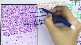 Histology of Pituitary gland \ Hypophysis Cerebri [upl. by Riamu875]