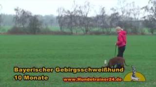 Fährtenarbeit mit dem Bayerischen Gebirgsschweißhund Beryll [upl. by Innis868]