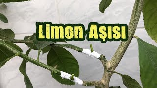 Limon Aşısı Nasıl ve Ne Zaman YapılırT göz aşı [upl. by Nilreb920]