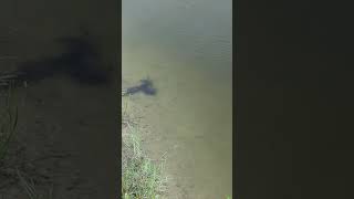 Soft Shelled Turtle Leisurely Floats in Lake Treading Water with Front Flippers at Solary Park [upl. by Laban]