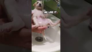 Adorable Rescued Puppy Gets His First Shower 😍 shorts [upl. by Zeidman]