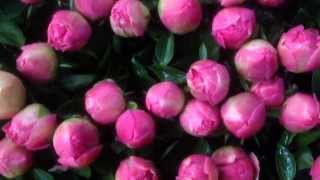 Pink Peonies Red Peonies Yellow Peonies Pastel Peonies or other Peony colors  wwwpeonyshopcom [upl. by Hartley]