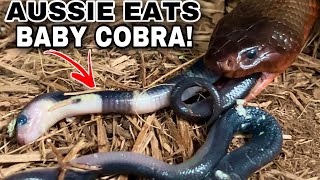 RARE Venomous Snake EATS Baby Cobras [upl. by Hornstein]