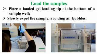 Loading Protein Samples in SDSPAGE Protocol [upl. by Onaimad]