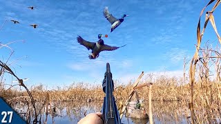 30 MINUTE Mallard LIMIT All Drakes  Decoying DUCKS Into FIVE YARDS [upl. by Wendin]