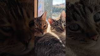 ❤️ gattoni assonnati ❤️ shortvideo viralvideo cat sleep [upl. by Retsehc454]