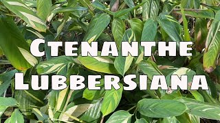 Ctenanthe Lubbersiana Maranta Care Propagation Prayer Plant Cutting Indoor Outdoor Never Never [upl. by Oiratno]