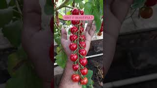 The journey of a cherry tomato plant from seed to harvest 🍅 [upl. by Dawaj808]