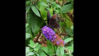 Beautiful Red Spotted Purple Butterfly butterflies flowers youtube garden nature pollinators [upl. by Isnam650]