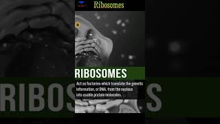 The Ribosomes Biological short video  shorts ribosomes [upl. by Aihsekyw551]