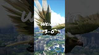 Argentavis VS Snow Owl in ARK Survival Evolved shorts ark arksurvivalevolved [upl. by Omora148]