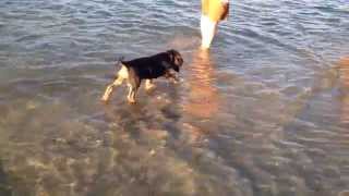 Blue Fairy Otterhound Puppy 2014 Almost Swimming [upl. by Basilio80]