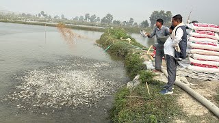 Machhli Kaise palte hai fishingvideo trendingvideo youtubevideo video fishcurry bigfish [upl. by Ayahc]