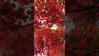 What if Autumn Leaves were Wind Chimes [upl. by Stephan]