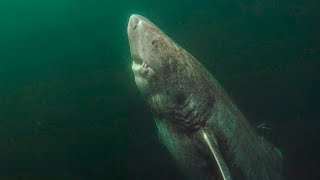 ✔ TIBURÓN PREHISTÓRICO de 512 años🦈Tiburón de Groenlandia Somniosus microcephalusGreenland Shark [upl. by Shiroma]