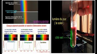 2eme partie IIPropriétés des pigments chlorophylliens [upl. by Solange24]