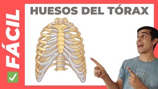 ✅ Huesos del TORAX esternón y costillas Anatomía [upl. by Duntson468]