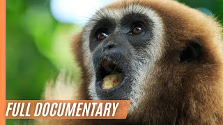 Gibbon  The Singing Ape  Episode 2  Full Documentary [upl. by Arbas]