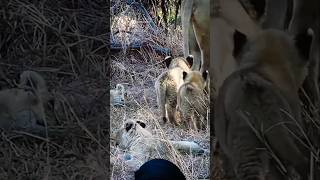 Lion babys with mom🥰 wildlife animals shortsfeed viralvideo [upl. by Sarene]