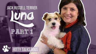 Grooming Luna the roughcoated Jack Russell Terrier  part 1  Kitty Talks Dogs  TRANSGROOM [upl. by Solange]