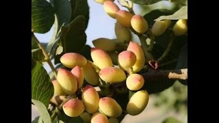 Pistacia vera  Antep fıstığı nasıl çimlendirilir [upl. by Anneh]