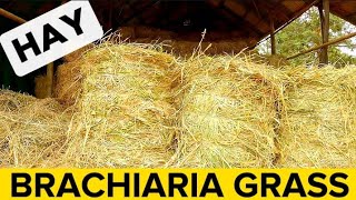 Clearing Brachiaria Grass  Mulato Grass For Storage As Hay [upl. by Rani283]