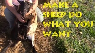 Handling A Sheep By Yourself NO EQUIPMENT [upl. by Lazes309]