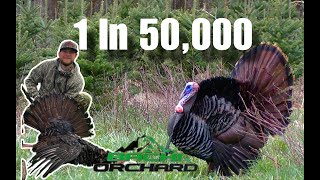 Once in a Lifetime Turkey on Opening Day [upl. by Ecallaw]