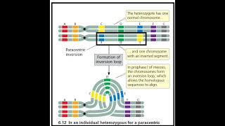 CHROMOSOMAL Aberrations2Chromosomal Mutations by JJS SIr for Class 12 NEET KVPY Olympiads [upl. by Aible405]