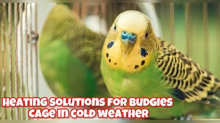 Heating Solutions For Budgie Cages In Winter [upl. by Parrott]