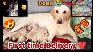 labrador giving birth 🥺 l 60th day puppies delivery 🔥😥 l labrador dog [upl. by Hansen]