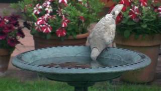 Collared Dove Taking A Drink [upl. by Rahal]