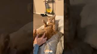 Orange cat behavior [upl. by Shela]