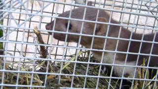 Marten relocation  Nyest befogás és áthelyezés [upl. by Saidel]