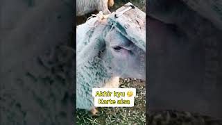 Aisa kyu karte 🔩rooftop goat farming earn facts animals pets vet farm [upl. by Graehl]