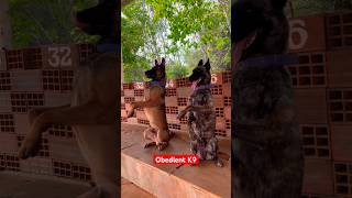 Malinois dog training youtubeshorts dogtraining trending germanshepherd shortvideo ytshorts [upl. by Nnaacissej]