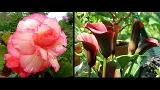 Overwintering Begonias amp Calla Lilies  easy guide [upl. by Eneli947]