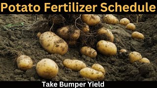 Potato Fertilizer Schedule to Take Bumper Yield [upl. by Tihom]