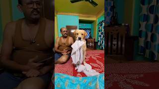 Cuteness😍dog doglover funny coco cute labrador trending trend pets comedy fun dogs love [upl. by Begga]