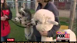 National Alpaca Farm Days [upl. by Bink]