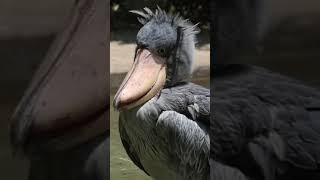 How Shoebill Drink Water shoebillstork shoebill shoebillstorktiktok shoebillbird shoebillnight [upl. by Sigvard]