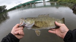 MAUMEE RIVER MULTI SPECIES SUMMER WALLEYE [upl. by Ylirama763]