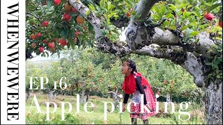 When We Were EP 16  Apples Picking at Castle Farm Kent 2024 [upl. by Letram]