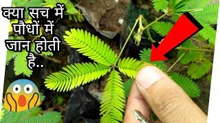 FWS SC8 एक पौधा जिसमे जान है  Mimosa Pudica A Touch Sensitive Plant छुईमुई [upl. by Kelton]